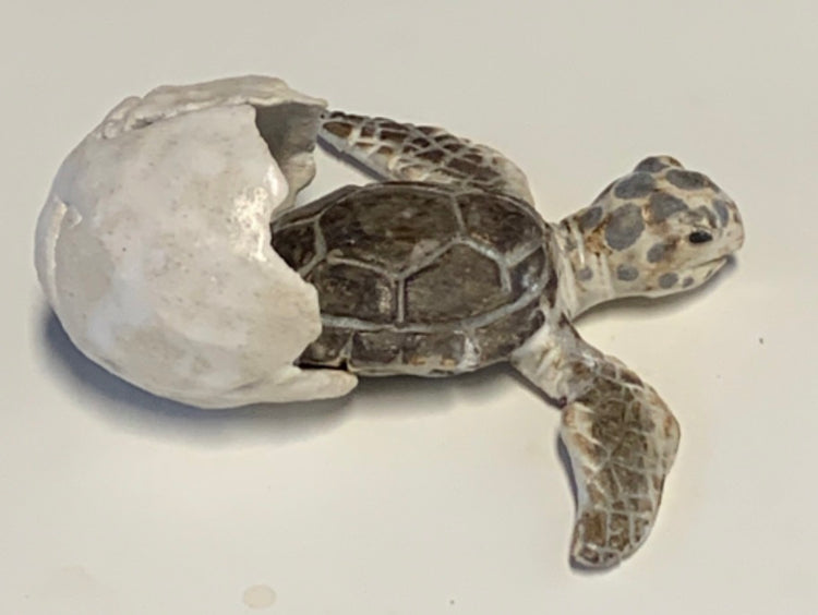 Hatching Green Wall Turtle