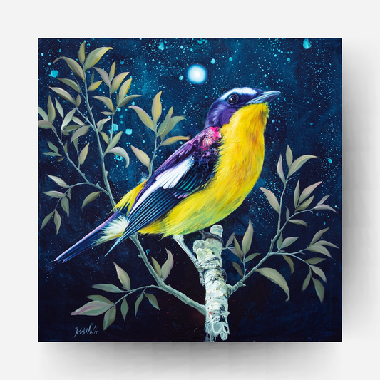 The Colors of the Night